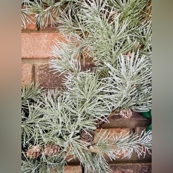 Weeping Pine Wreath - Picture 3 of 10